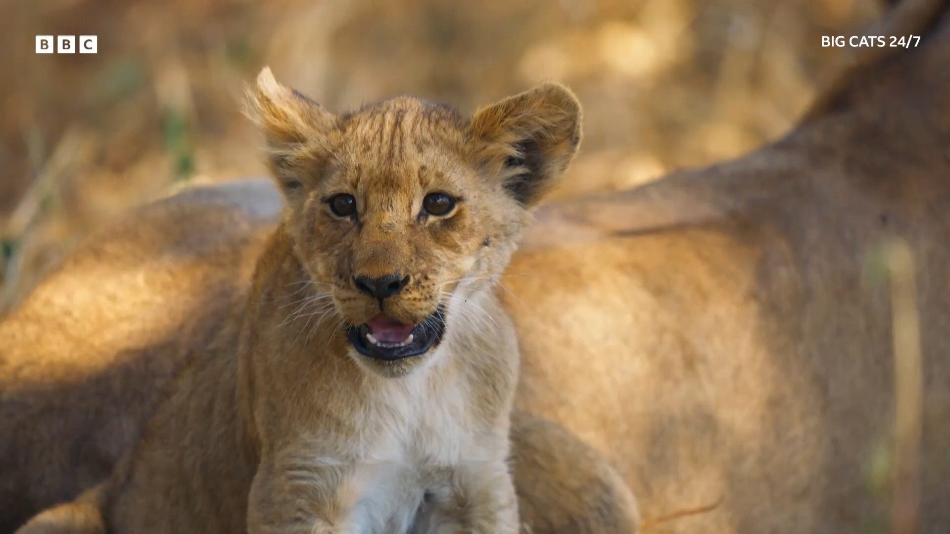 BBC – Big Cats