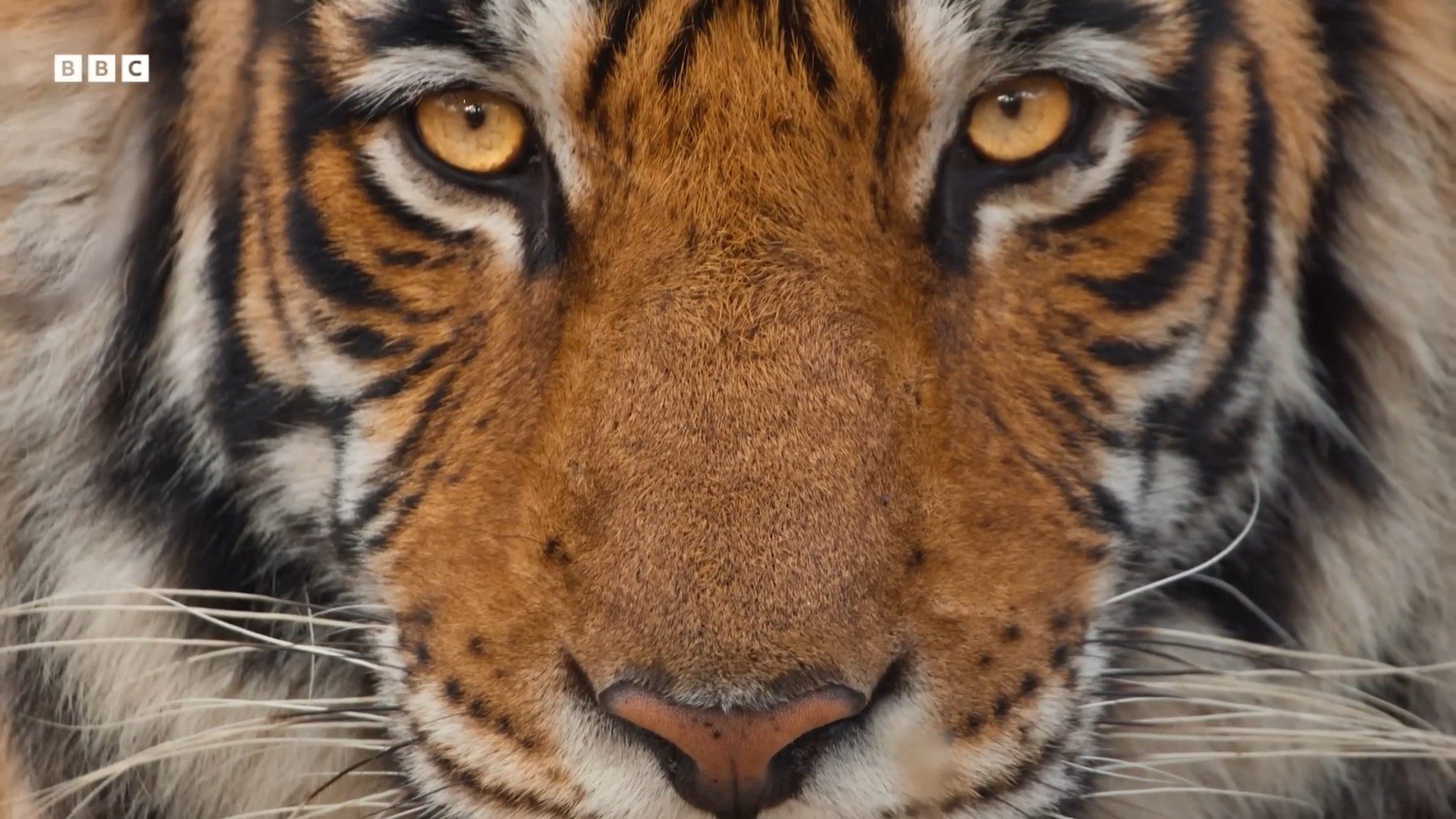BBC Mammals